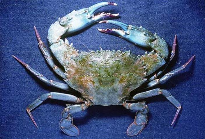 Image of Notched Swimmer Crab (Thalamita crenata). 